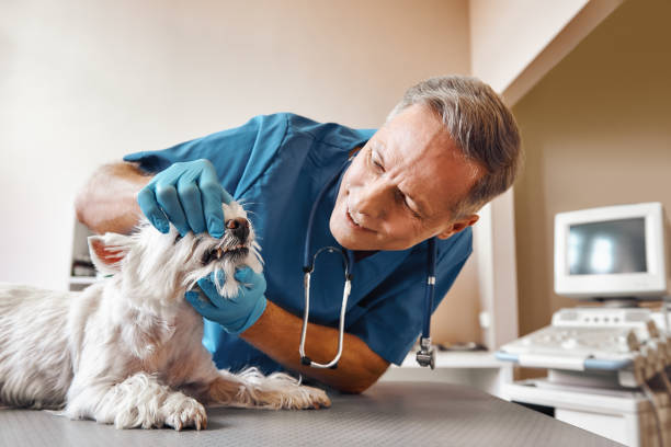 Best Weekend Emergency Dentist in Haubstadt, IN